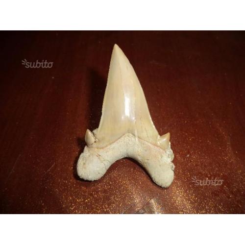 Dente di squalo fossile - Otodus Obliquus
