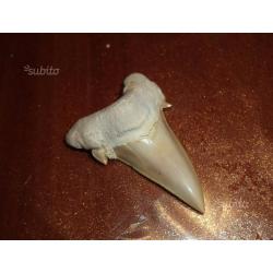 Dente di squalo fossile - Otodus Obliquus