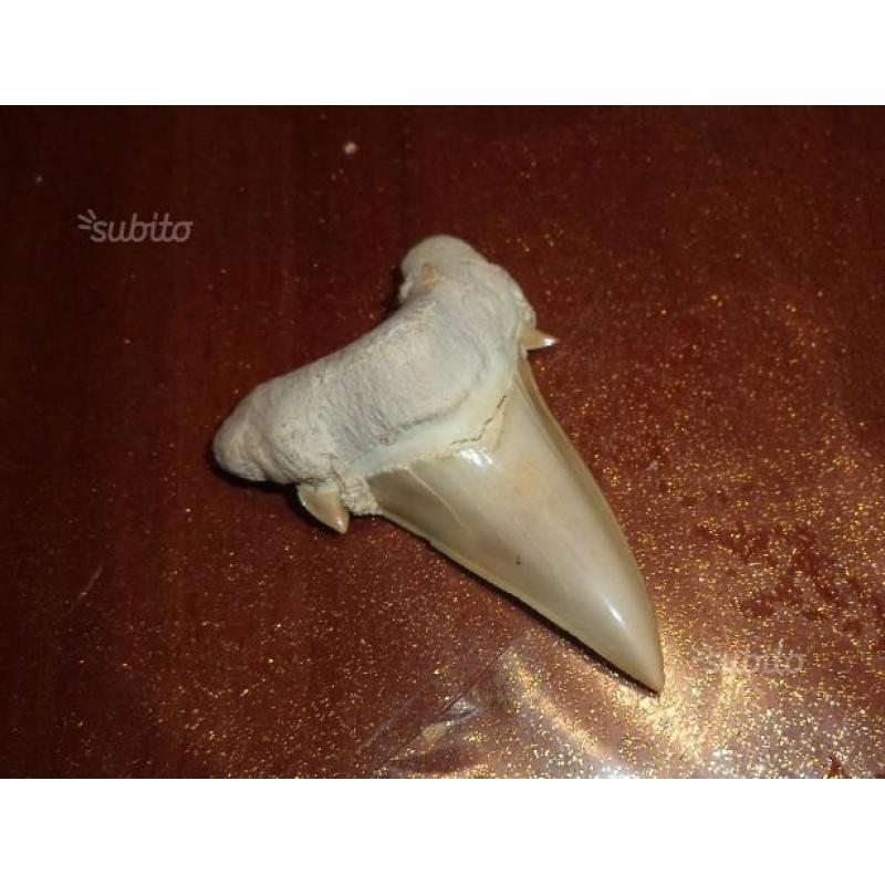 Dente di squalo fossile - Otodus Obliquus