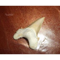 Dente di squalo fossile - Otodus Obliquus