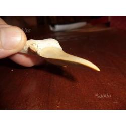 Dente di squalo fossile - Otodus Obliquus