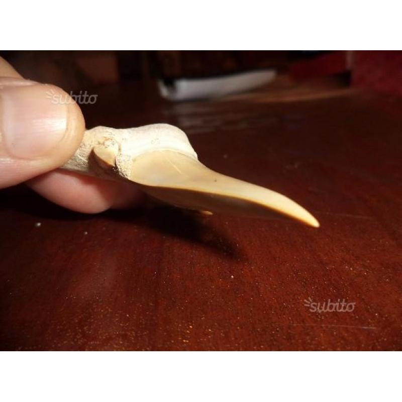 Dente di squalo fossile - Otodus Obliquus