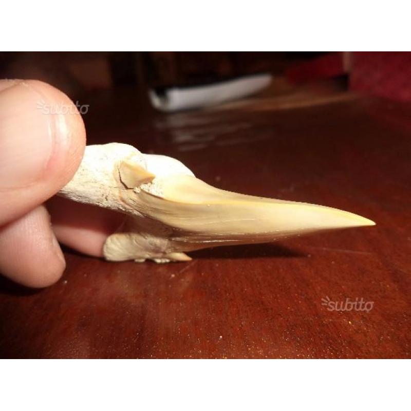 Dente di squalo fossile - Otodus Obliquus
