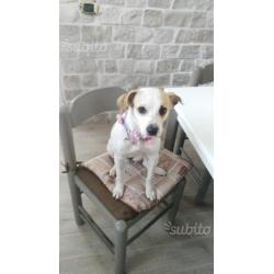 Regalo cucciola meticcia