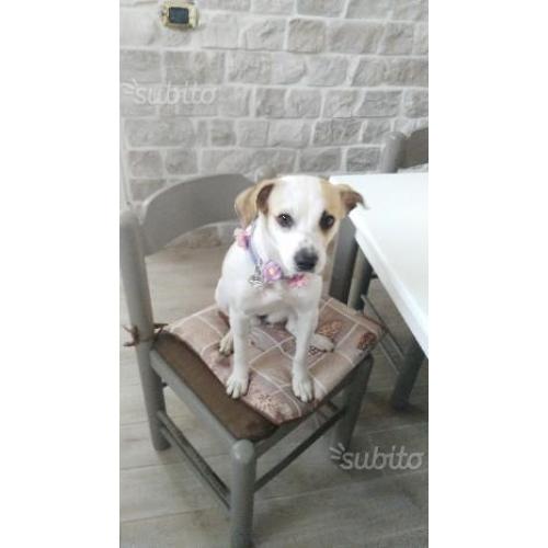 Regalo cucciola meticcia
