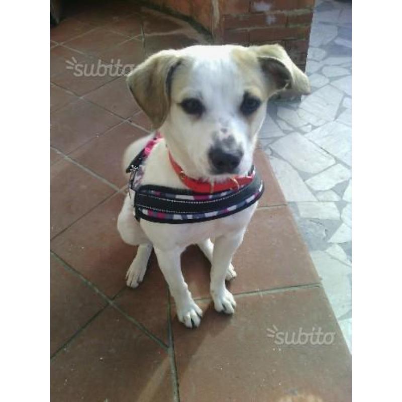 Regalo cucciola meticcia