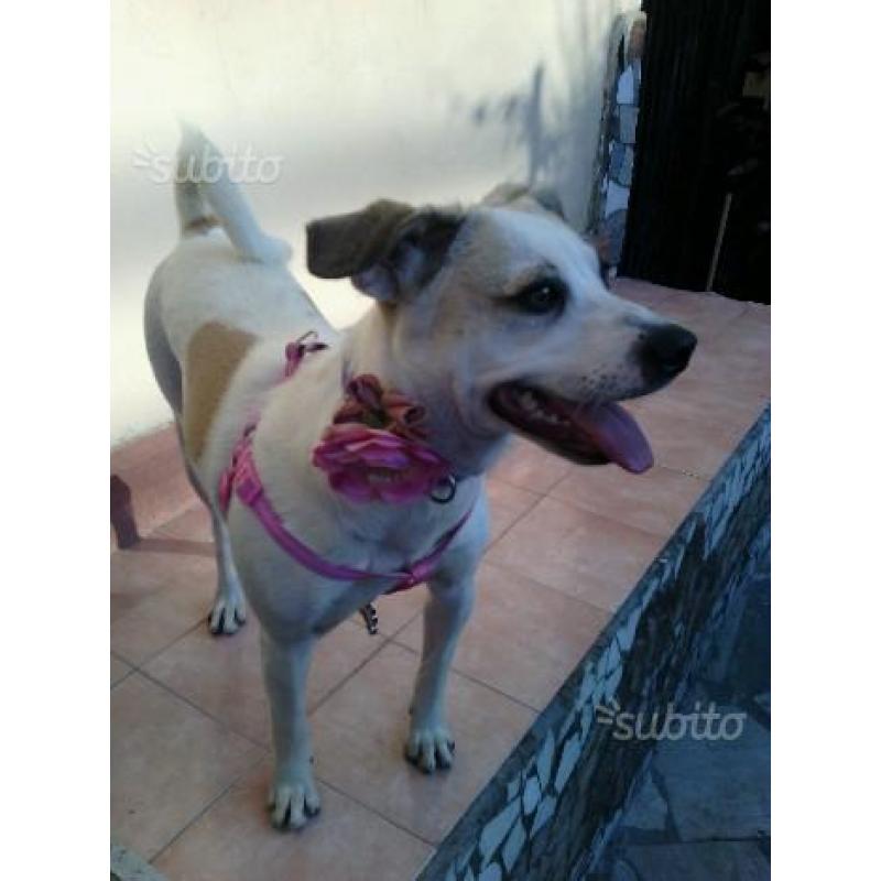 Regalo cucciola meticcia
