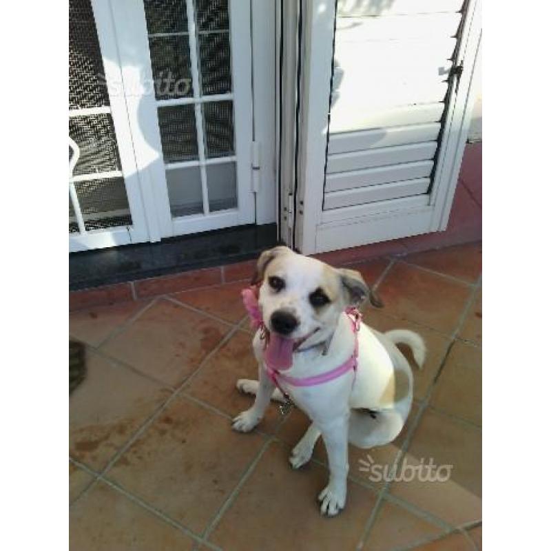 Regalo cucciola meticcia