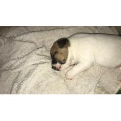 Cuccioli di jack russell terrier