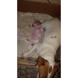 Cuccioli di jack russell terrier