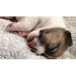 Cuccioli di jack russell terrier