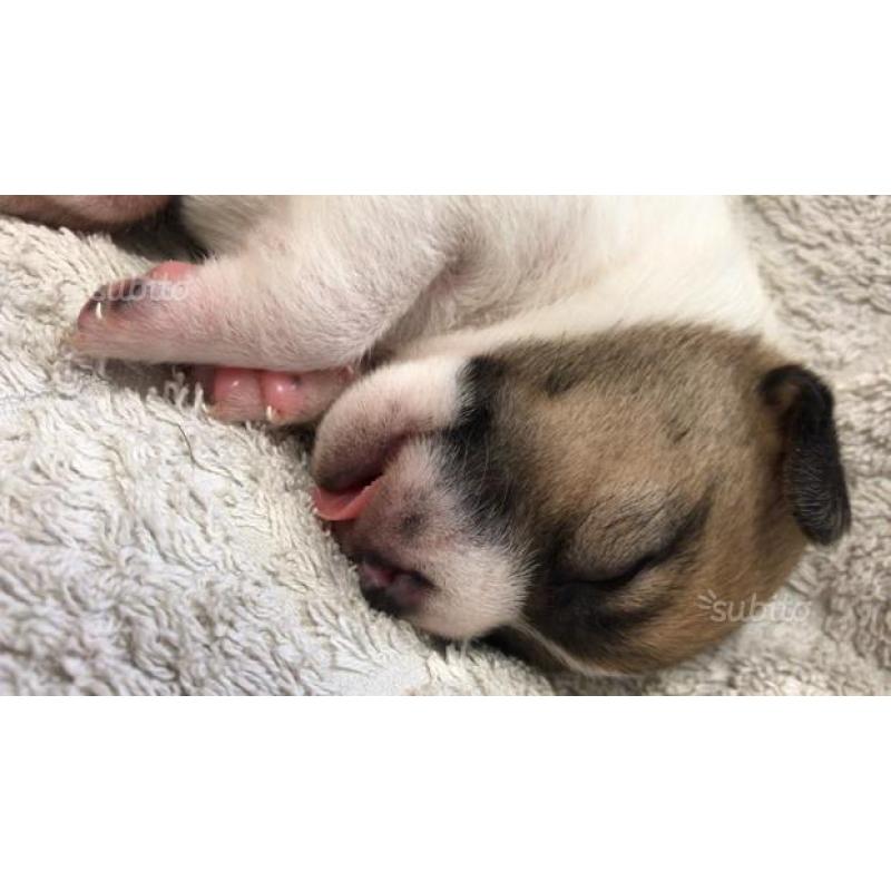 Cuccioli di jack russell terrier