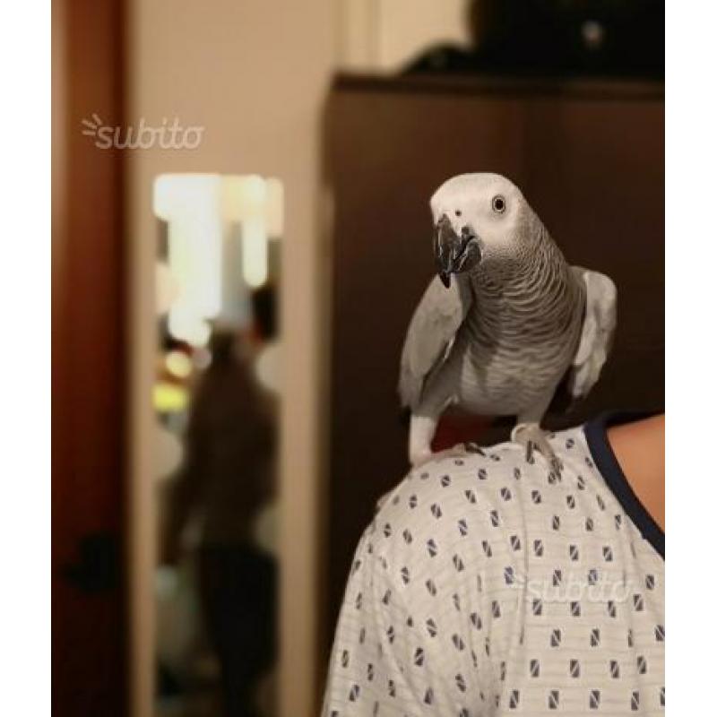 Pappagallo cenerino