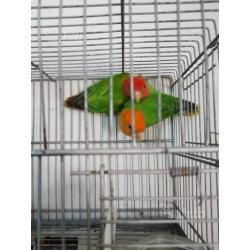 Inseparabili