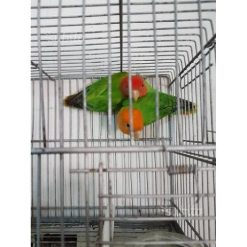 Inseparabili