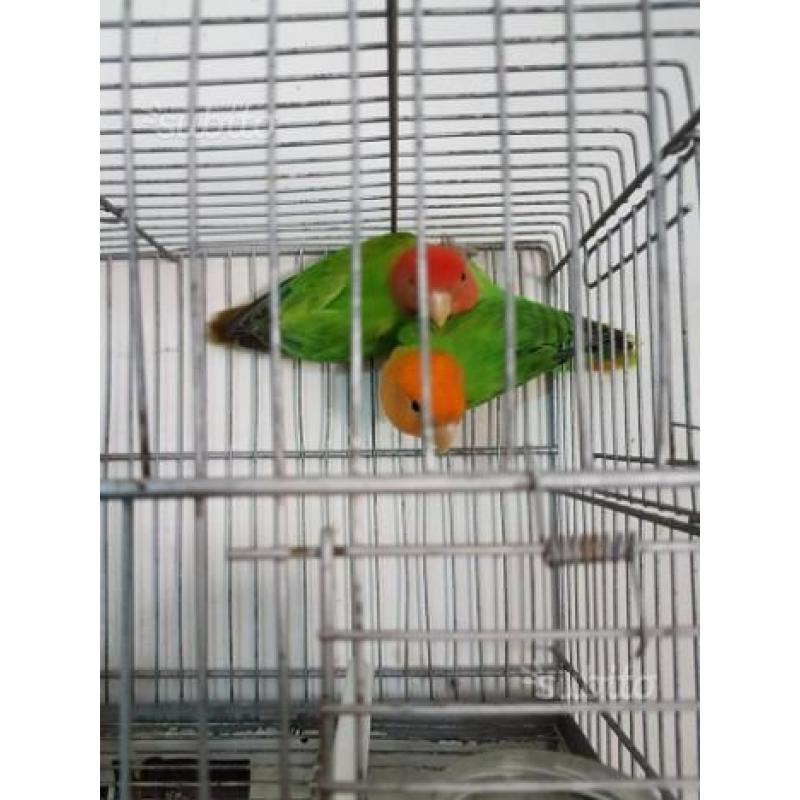 Inseparabili