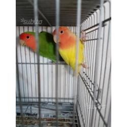Inseparabili