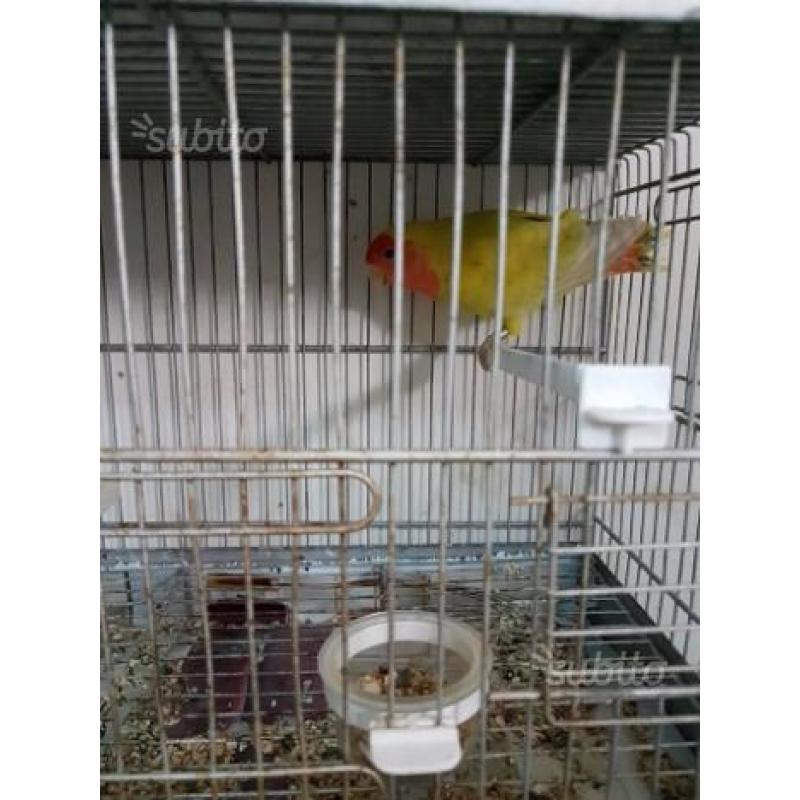 Inseparabili