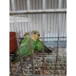 Inseparabili