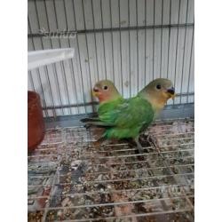 Inseparabili