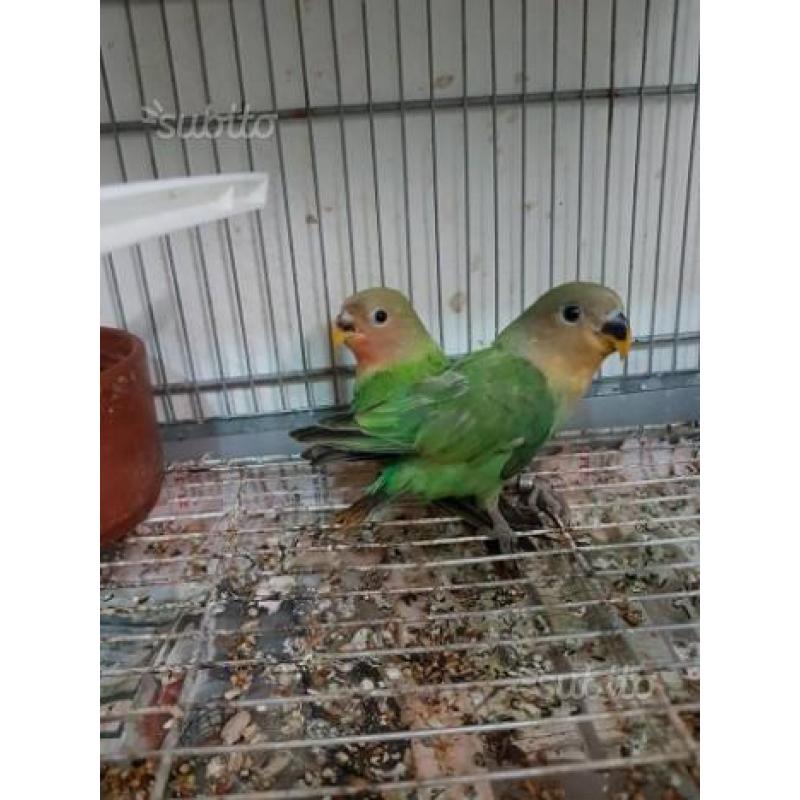 Inseparabili