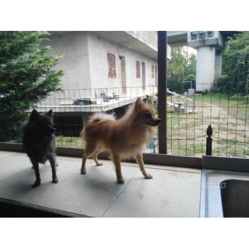 Spitz