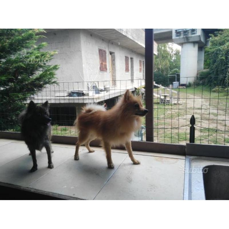 Spitz