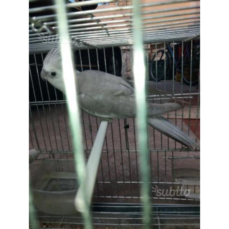 Pappagalli