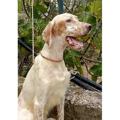Setter inglese