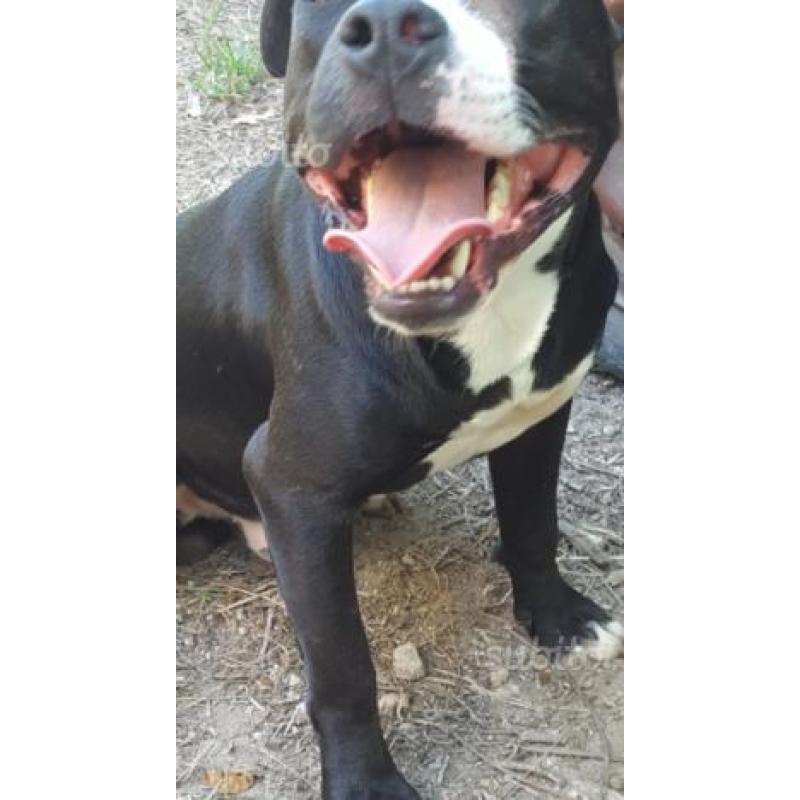 Regalo cucciolone di pit bull