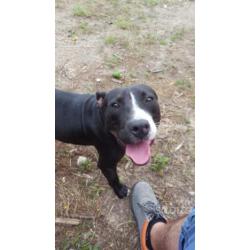 Regalo cucciolone di pit bull