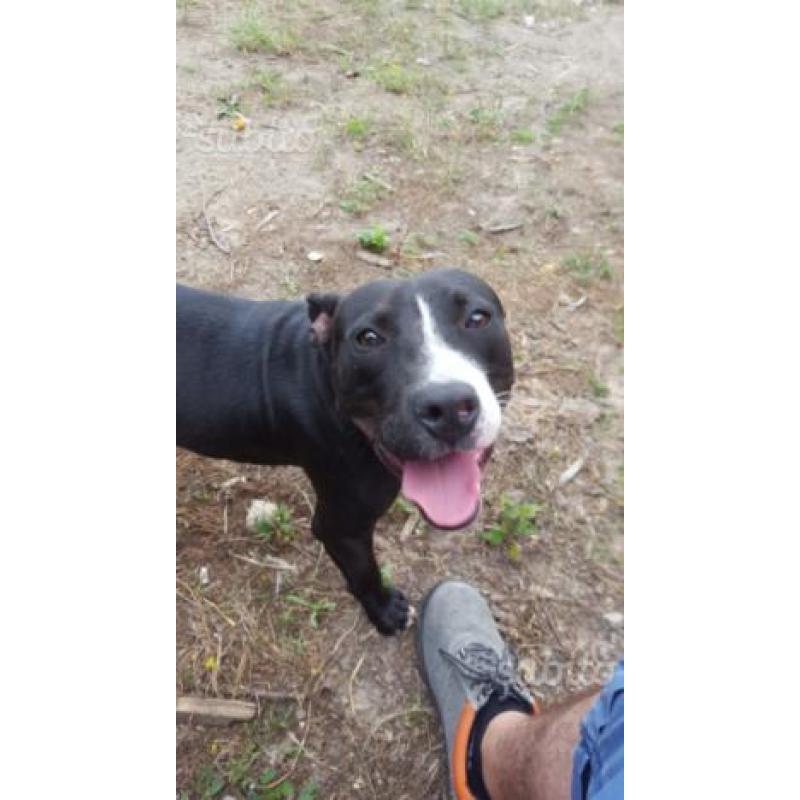 Regalo cucciolone di pit bull
