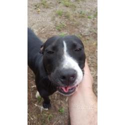 Regalo cucciolone di pit bull