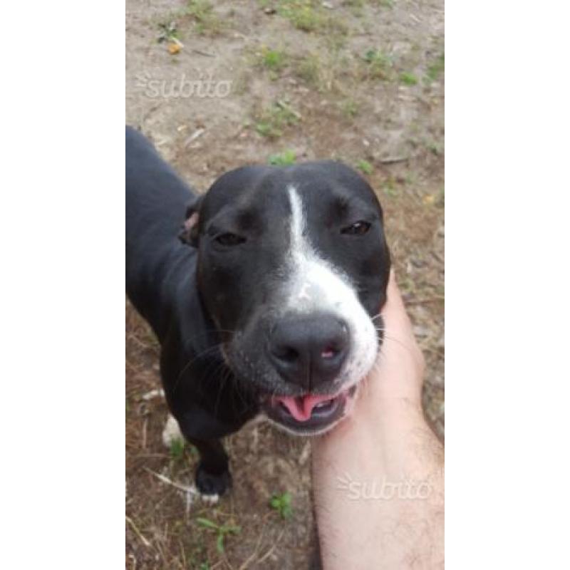Regalo cucciolone di pit bull