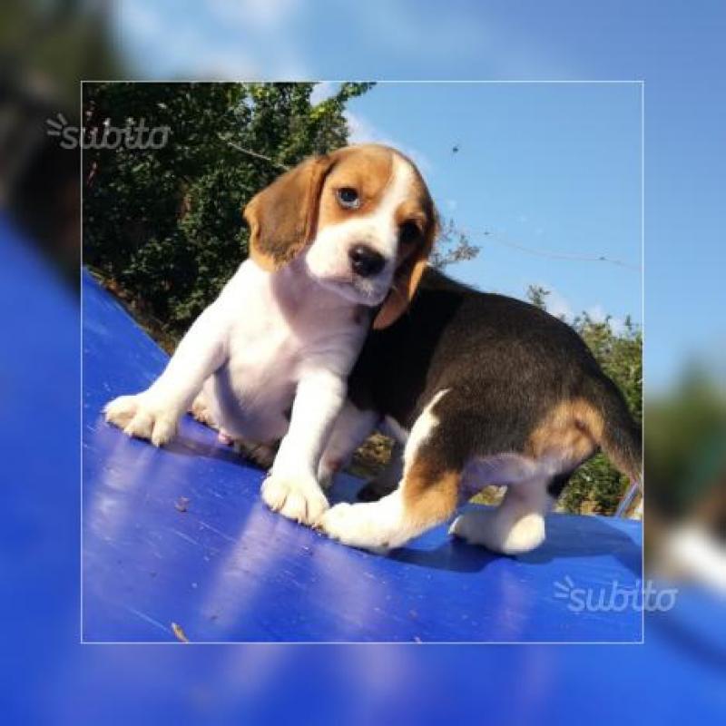 Beagle