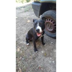 Regalo cucciolone di pit bull