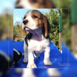 Beagle