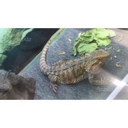 Pogona con teca (terrario )