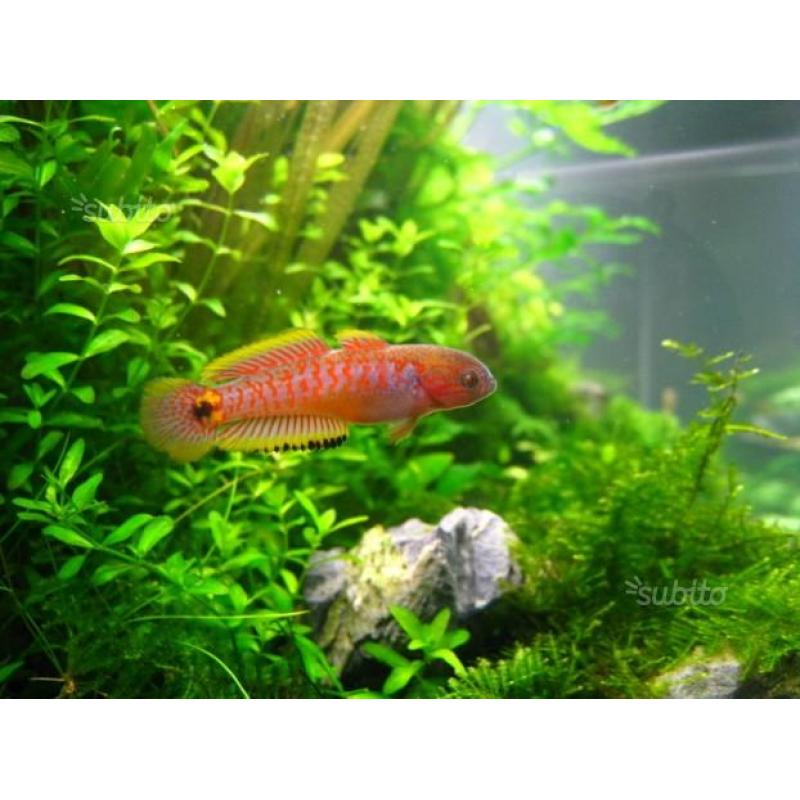 Coppia di tateurndina ocellicauda