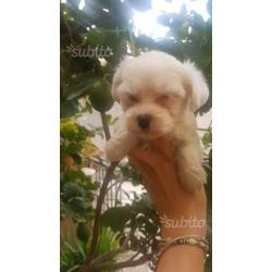Cuccioli maltesi