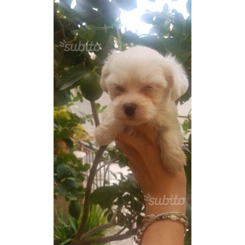 Cuccioli maltesi